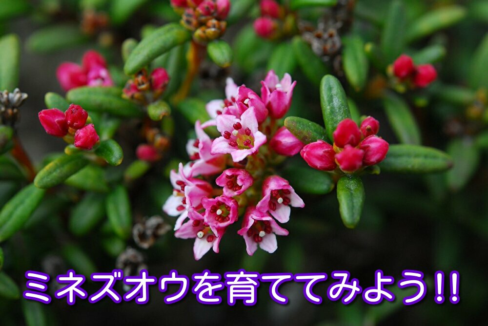 ミネズオウ 高山植物を育てよう 小さいピンクの花 お花の魅力でhappyな毎日を ちあきの花日記